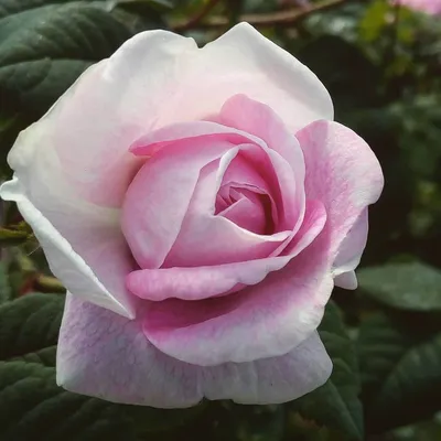Картина розы Роза Джессика с возможностью выбора размера