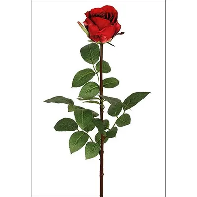 Ошеломляющая фотография розы Роза Джессика в формате webp