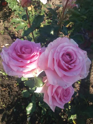 Уникальное изображение розы Роза Джессика доступно для загрузки