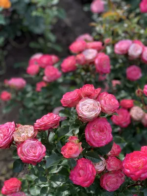 Уникальное фото розы Роза Джессика доступно для загрузки