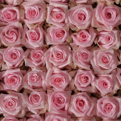 Фото розы Роза Джессика в высоком качестве: выберите формат