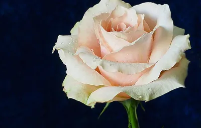 Великолепное изображение розы Роза Джессика доступно в разных форматах