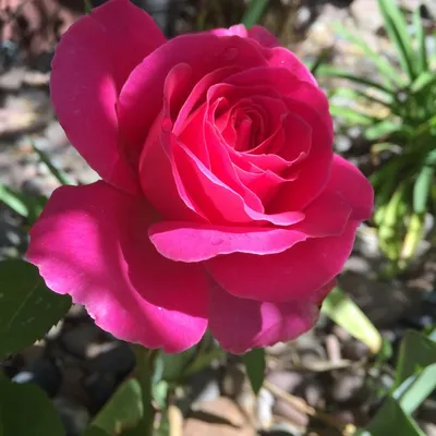 Уникальная фотография розы Роза Джессика в формате jpg для сохранения