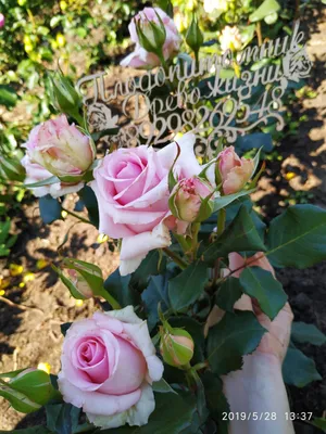 Картинка розы Роза Джессика с возможностью выбора размера