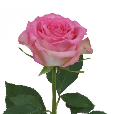 Чудесное изображение розы Роза Джессика доступно для скачивания