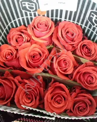 Фото розы Роза Джессика в форматах png и webp