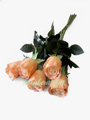 Блестящая фотка розы Роза Джессика с выбором формата