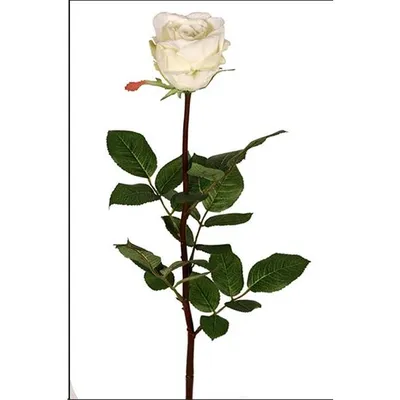 Изысканная картинка розы Роза Джессика доступна для загрузки