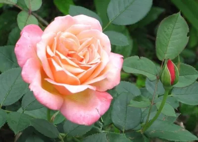 Фотка розы Роза Джессика с возможностью выбора размера