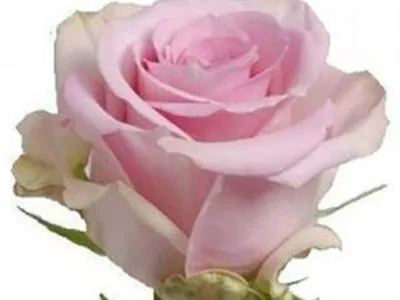 Удивительное изображение розы Роза Джессика доступно для скачивания