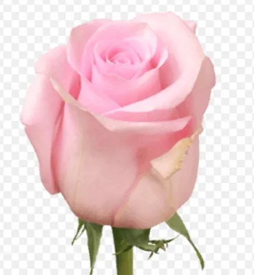 Фото розы Роза Джессика: выберите желаемый размер и формат