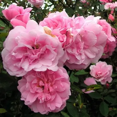 Картинка розы джон дэвис для скачивания