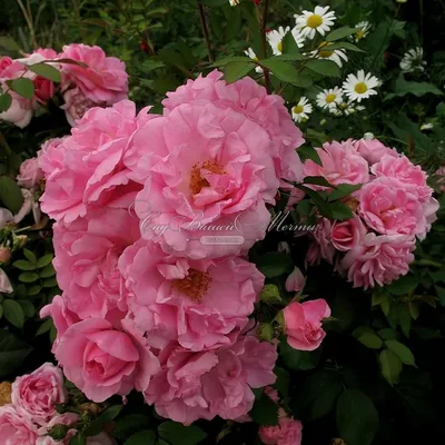 Разные размеры фото розы джон дэвис