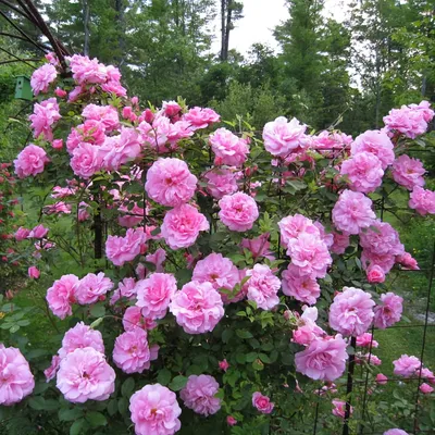 Фото розы джон дэвис в формате png