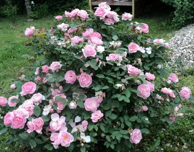 Изображение розы джон дэвис с выбором размера