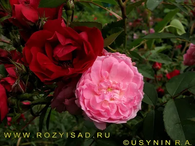 Картинка розы джон дэвис для сохранения