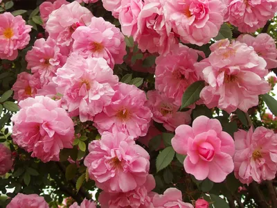 Фотография розы джон дэвис с различными размерами