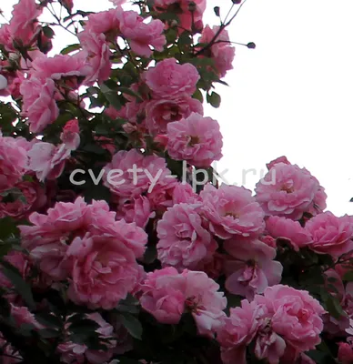 Изображение розы джон дэвис для загрузки