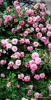 Фотка розы джон дэвис в формате jpg