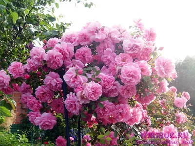 Фото розы джон дэвис с разными размерами