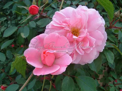 Изображение розы джон дэвис с выбором формата