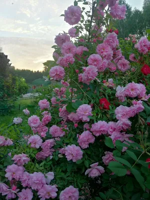 Картинка розы джон дэвис для закачки