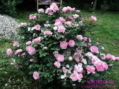 Фотография розы джон дэвис с различными форматами