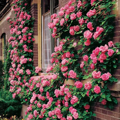 Изображение розы джон дэвис для скачивания