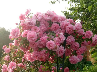 Фото розы джон дэвис с разными размерами на изображении
