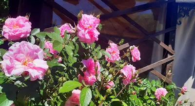 Роза джон дэвис в формате jpg на фото