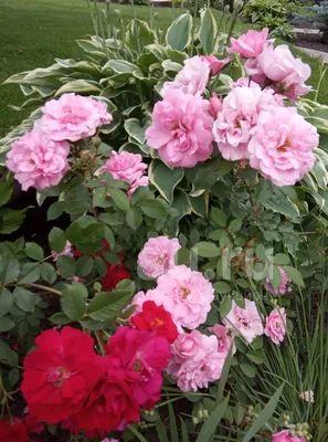 Изображение розы джон дэвис с выбором формата загрузки