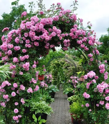 Фотография розы джон дэвис с различными форматами для скачивания