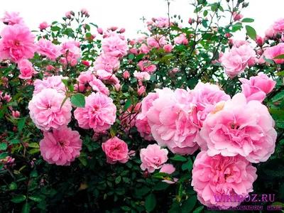 Фото розы джон дэвис на веб-странице для загрузки