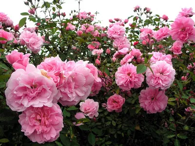 Фотка розы джон дэвис - скачать webp