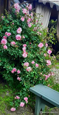 Картинка розы джон дэвис с разными размерами
