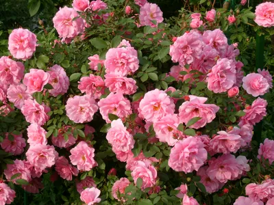 Скачать фото розы джон дэвис в формате jpg