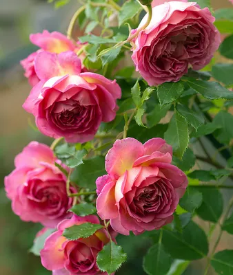 Роза джубили селебрейшн в формате jpg для сохранения