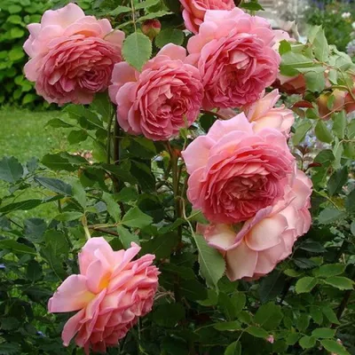 Атмосферное изображение Розы джубили селебрейшн