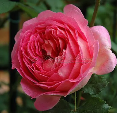 Уникальное фото Розы джубили селебрейшн в png формате