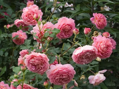 Изысканное изображение Розы джубили селебрейшн в webp