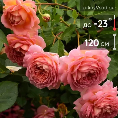 Роза джубили селебрейшн в формате jpg для печати