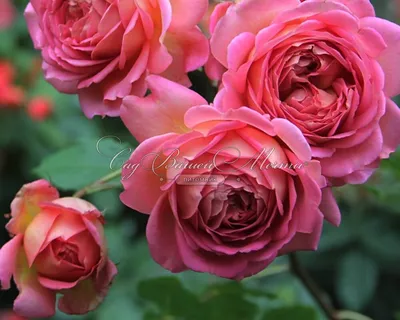 Фотография Розы джубили селебрейшн в насыщенных цветах