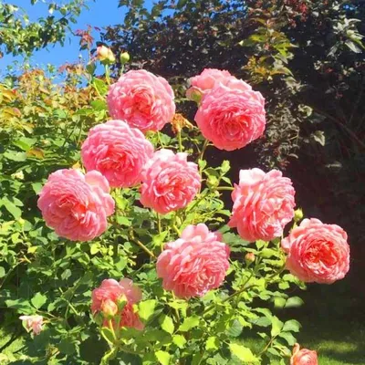 Прекрасное изображение Розы джубили селебрейшн