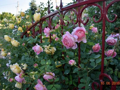 Уникальное изображение Розы джубили селебрейшн в высоком разрешении