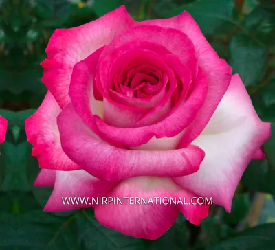Красивая Роза Джулия: скачать картинку в формате webp