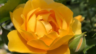 Фото Розы Джулия: самая восхитительная фотка этого цветка