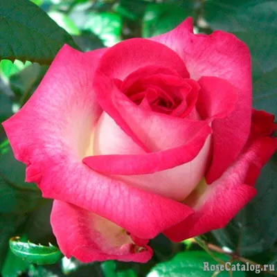 Стильная Роза Джулия: высокое качество в формате jpg