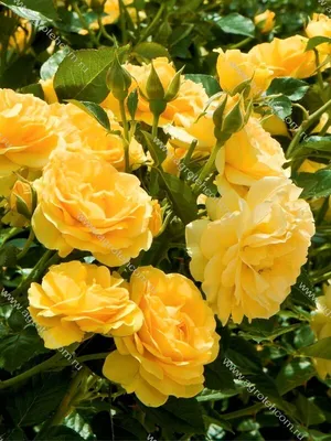 Красивая Роза Джулия: фото webp для быстрой загрузки