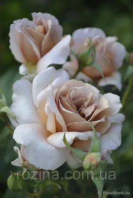 Изображение Розы Джулия: выберите свою любимую фотографию этого цветка