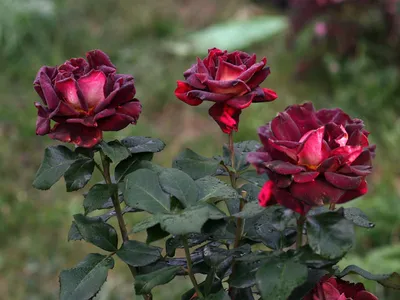 Фото розы Эдди Митчелл в стиле макро